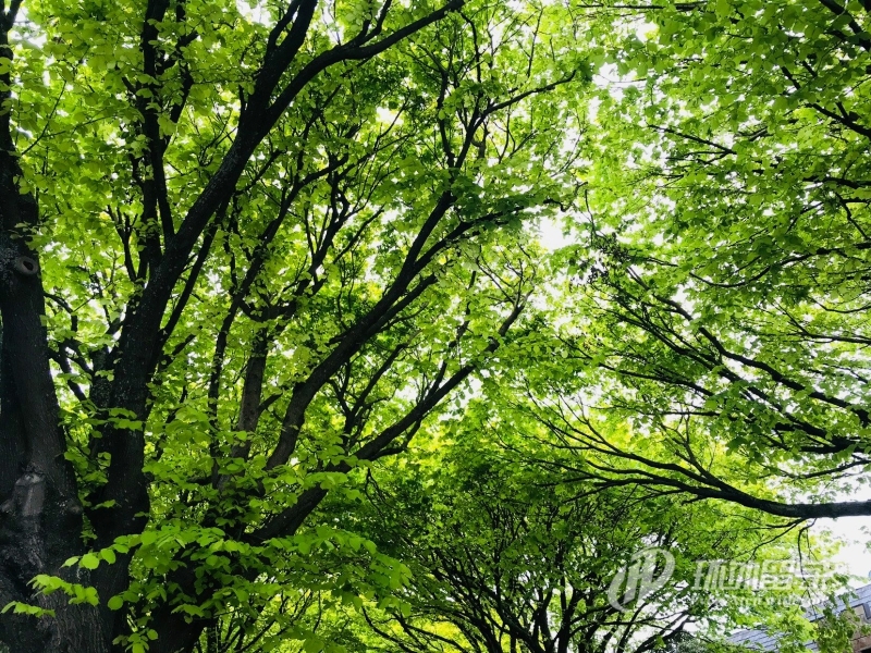 诺丁汉大学马来西亚分校怎么样