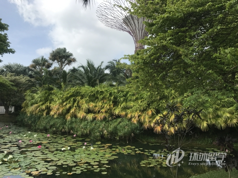 新加坡专升本有哪些学校