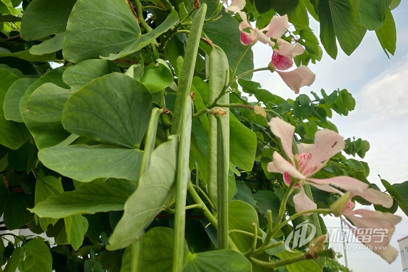 新加坡留学陪读签证