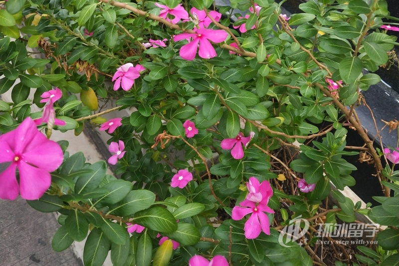 申请新加坡南洋艺术学院的条件