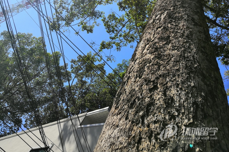 新加坡的艺术学校有哪些