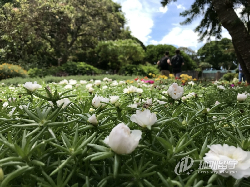 马来亚大学会计学研究生