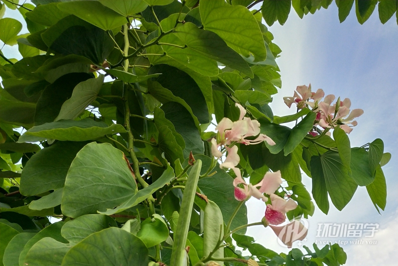 新加坡大学本科留学