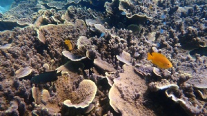 泰国一年制硕士大学