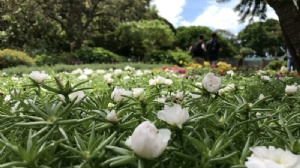 马来亚大学心理学研究生学费