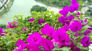 新加坡南洋理工大学研究生留学费用