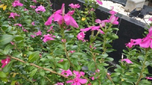 泰国艺术博士留学