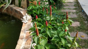 泰国留学研究生费用