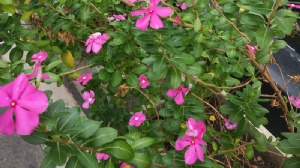 ̩�����е�רҵ