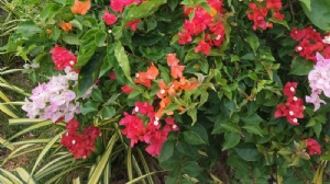 泰国农业大学博士学费