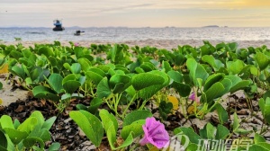 泰国私立高中留学