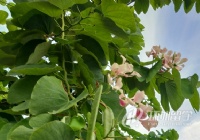 ̩�������ߴ�ѧ����