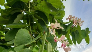 ̩������רҵ��ѧ��������